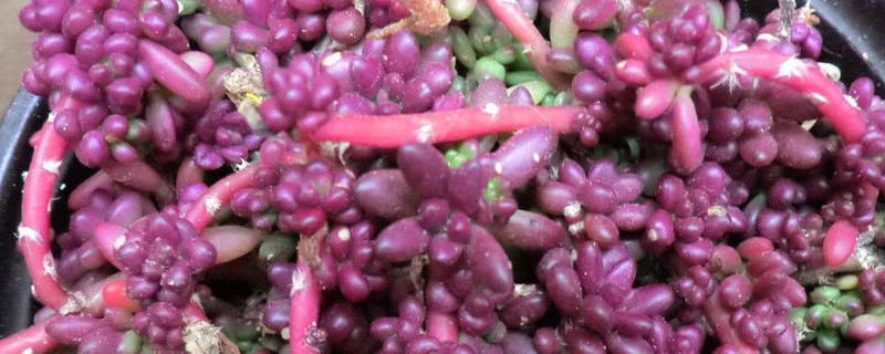 多肉紫米怎么爆盆（多肉紫米怎么爆盆视频）