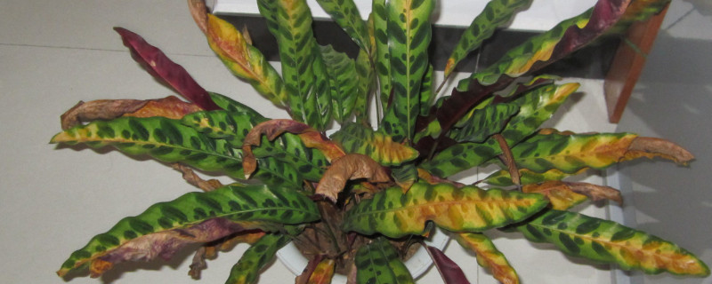 竹芋蕉叶是怎么回事 竹芋干叶怎么回事