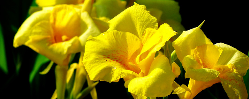 大花美人蕉有毒吗（大花美人蕉的作用）