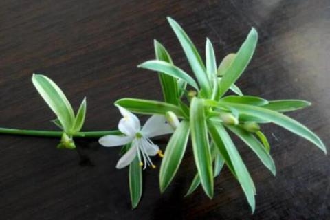 常年不见阳光适合养什么花