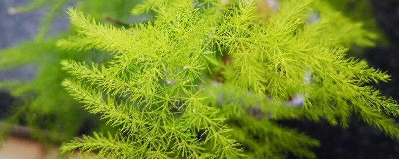 啤酒可以浇什么花（过期的啤酒可以浇什么花）