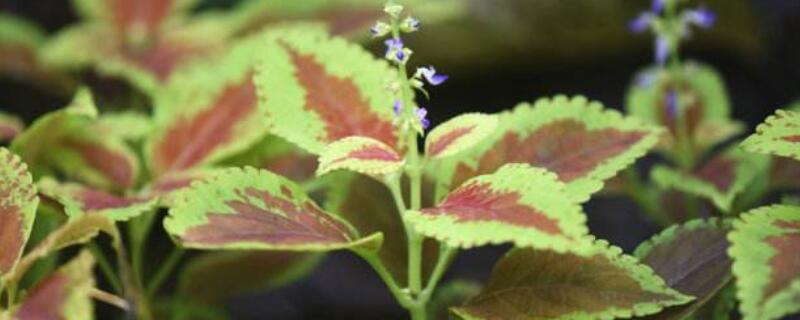 五彩苏有毒吗（五彩苏在室内养有毒）