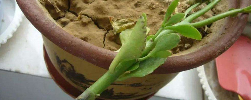 琴叶榕扦插方法（琴叶榕的扦插方法）