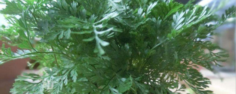 狼尾蕨寓意（狼尾蕨寓意是什么）