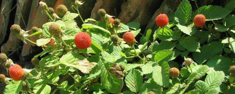 红果子能吃吗（虎舌红果子能吃吗）