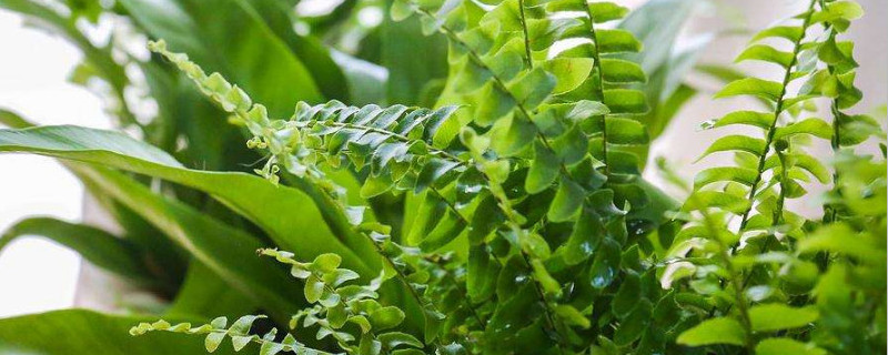 狼尾蕨怎么扦插 狼尾蕨怎么扦插生根
