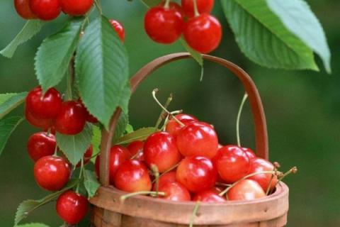 樱桃什么时候成熟