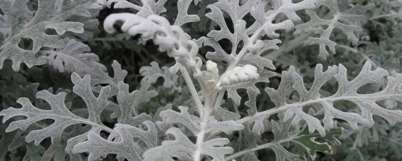 银叶菊有毒吗 银叶菊有毒吗?