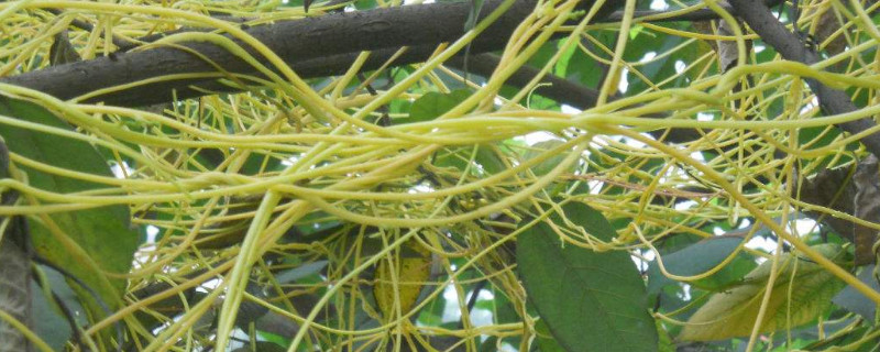 无根藤与菟丝子的区别 无根藤和菟丝子图片对比