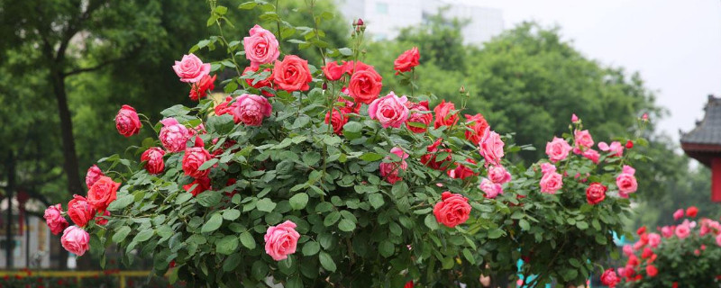 爬藤月季什么品种好（爬藤月季什么品种好四季开花耐热）