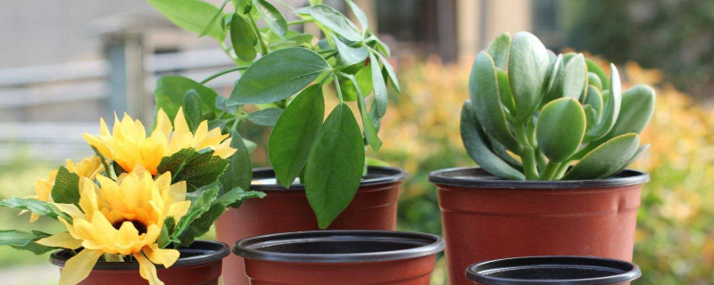 育苗盆的使用方法 育苗盆怎么使用