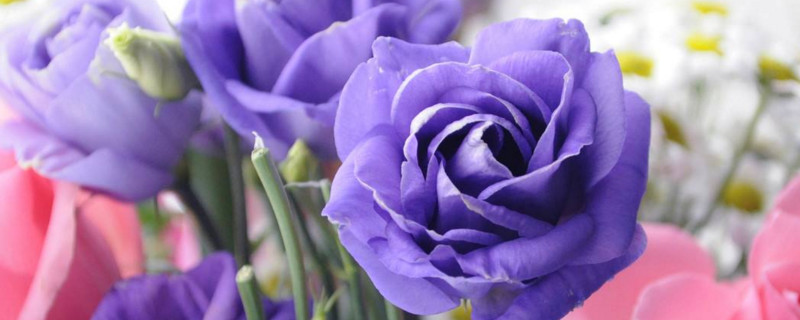 紫玫瑰代表什么意思 黄玫瑰代表什么意思