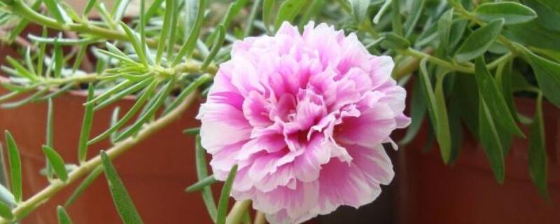 太阳花老桩怎么修剪（太阳花老桩怎么修剪好看）