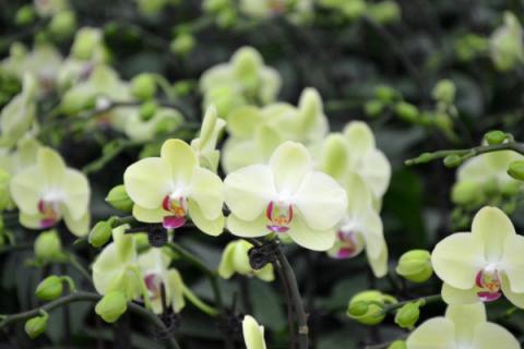 大花蕙兰和蝴蝶兰区别