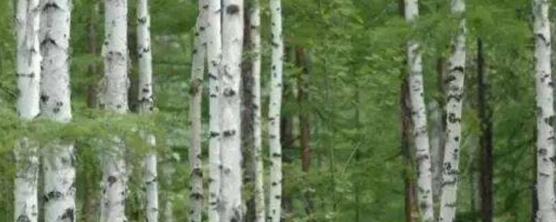 银白杨的特征 银白杨形态特征