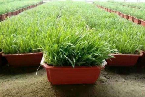 韭菜割完后上什么肥料