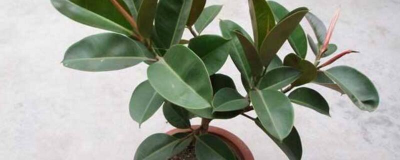 皮树又叫什么树（皮树果子图片）