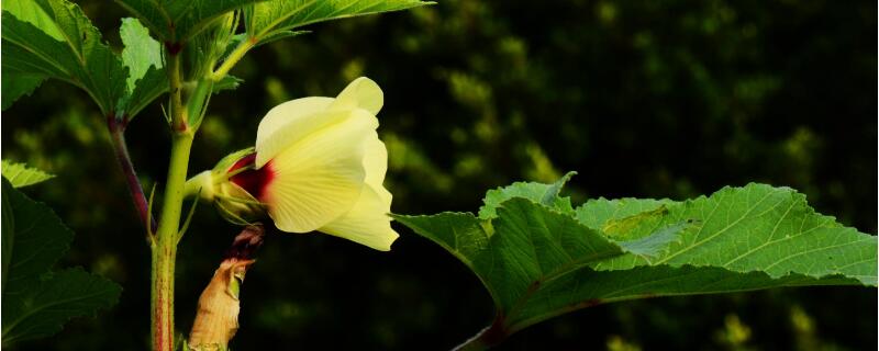 秋葵需要打叉吗 秋葵打叉吗?