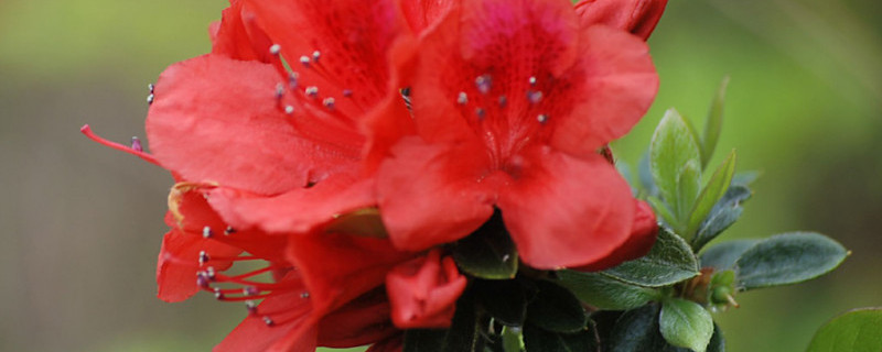 野生映山红怎么修剪（野生映山红修剪示意图）