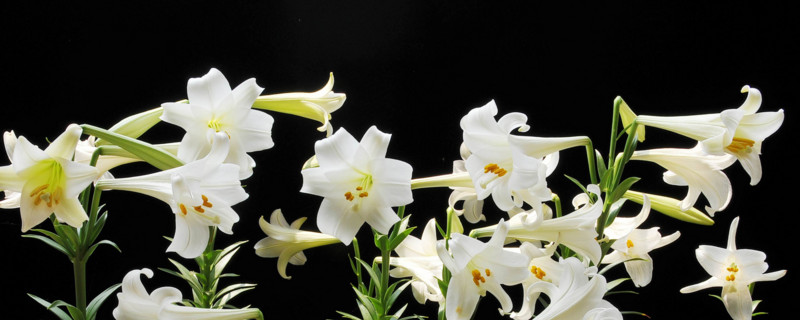 香水百合和百合的区别（香水与百合）