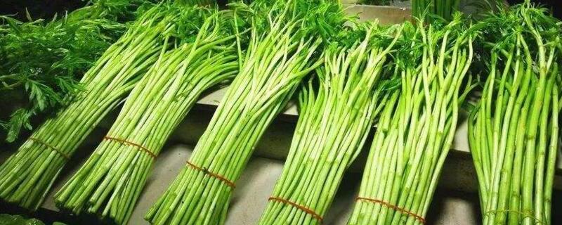 藜蒿叶子怎么吃 藜蒿叶子怎么吃最好