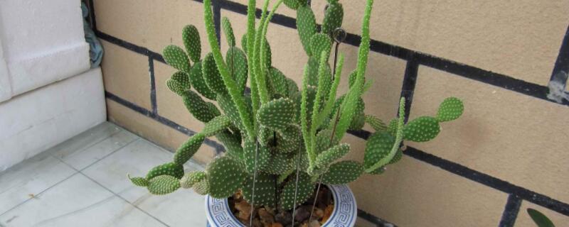 黄毛掌的刺有毒吗 黄毛掌的刺扎手了怎么办