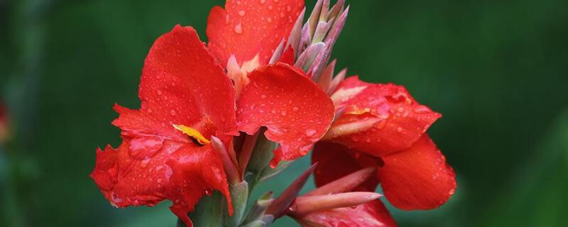 美人蕉怎么结种子（美人蕉怎么结种子视频）