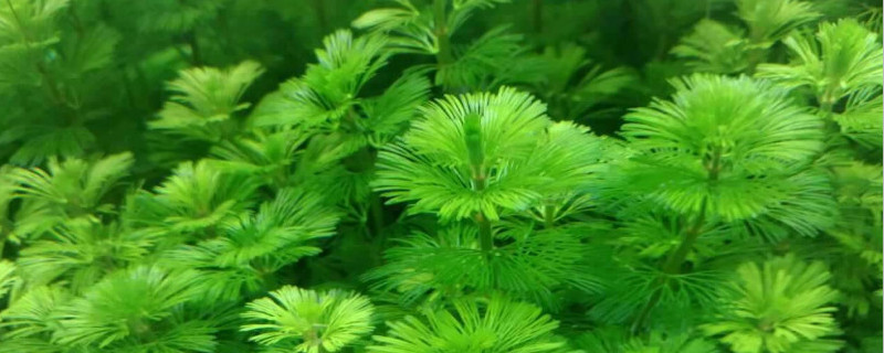 绿菊水草怎么固定（绿菊水草怎么固定土壤）