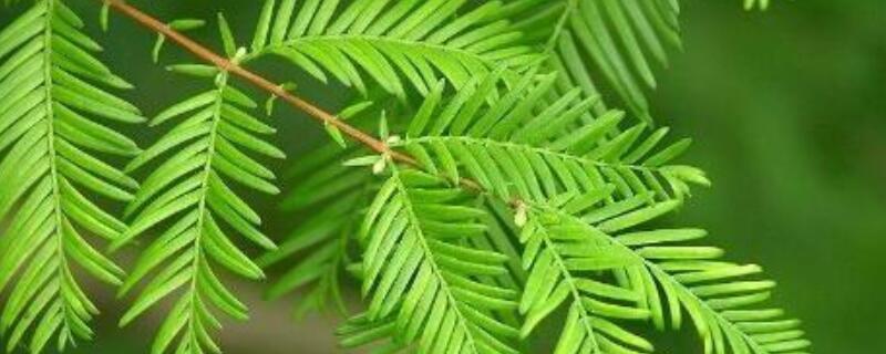 水杉的特点和生长环境（水杉的特点和生长环境特征）