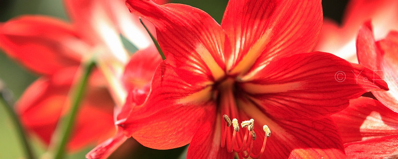 对红花与朱顶红区别（像朱顶红这类型的花还有哪些）