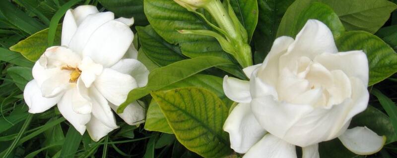 花水浇多了怎么办 水浇多了怎么补救