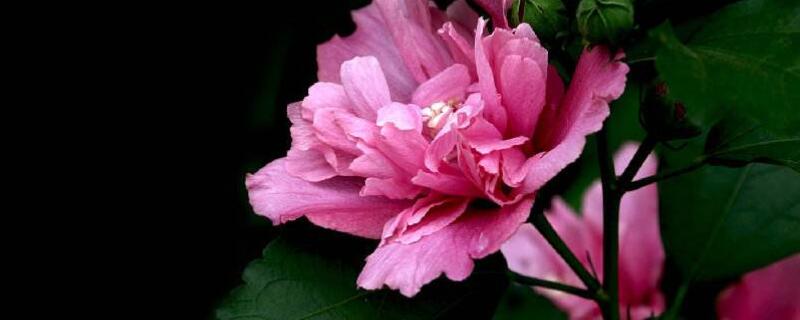 木槿花的栽培与养殖 木槿花的栽培与养殖方法