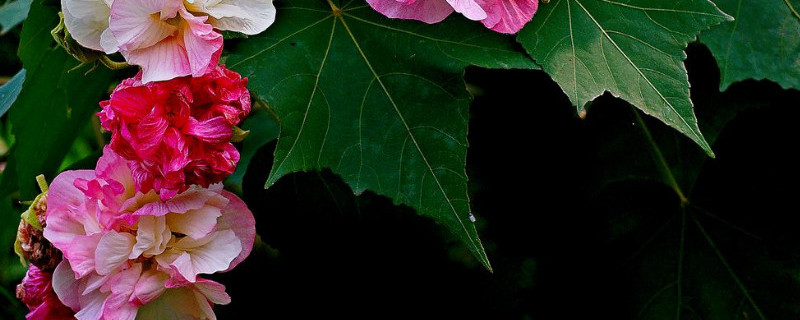 扶桑花是栽地里好还是盆栽好 扶桑花用什么盆种最好