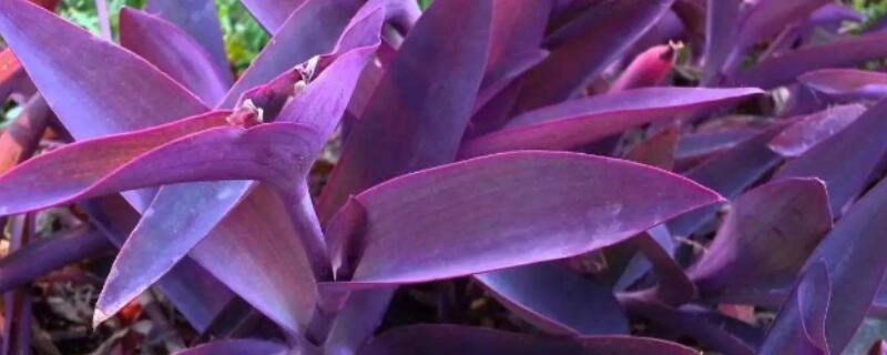 紫竹梅怎么换盆 紫竹梅怎么换盆换土