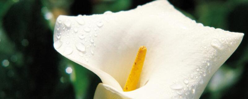 净化空气的植物室内花 净化空气的植物花卉