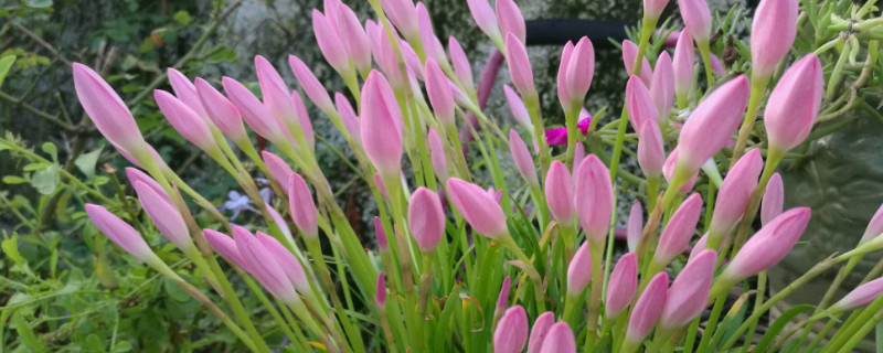 风雨兰怎么繁殖 风雨兰怎么繁殖后代