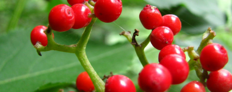 红果树如何修剪（红果树如何修剪视频）