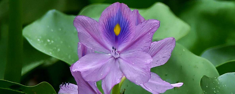 水葫芦发黄枯萎（水葫芦发黄枯萎怎么治视频）