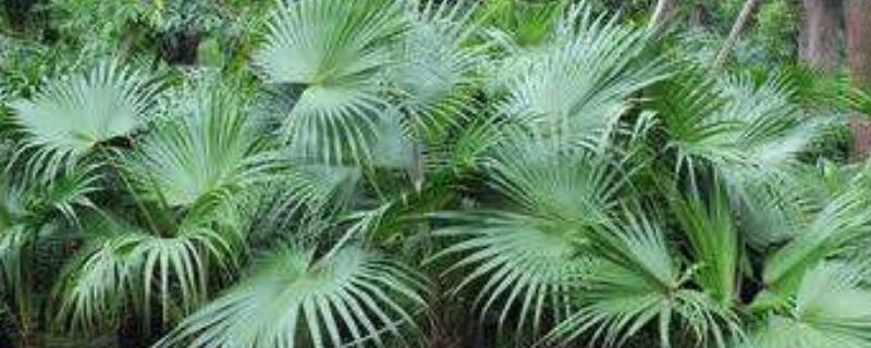 蒲葵和棕榈的区别（棕榈树长什么样图片）