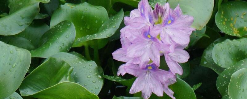 室内养水葫芦的危害（室内养水葫芦的危害有哪些）