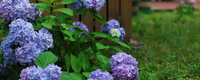 无尽夏有毒吗 无尽夏有毒吗,怎么没有感觉