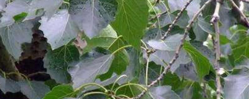 毛白杨的叶子特征 毛白杨叶形