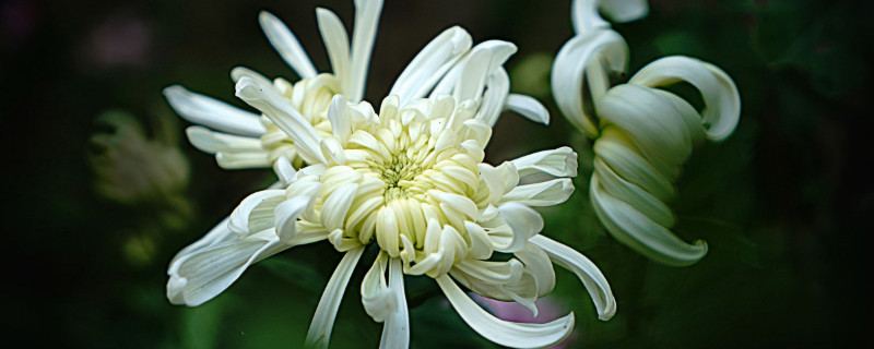 上坟用什么花（女儿给父亲上坟用什么花）