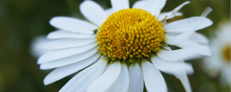 邹菊和雏菊的区别 小雏菊为什么不能送人