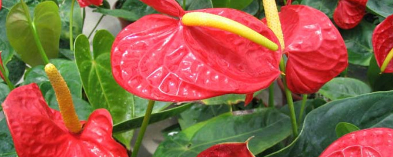 鹅掌花怎么繁殖（鹅掌花养殖方法）