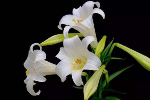 亚洲百合一年开几次花