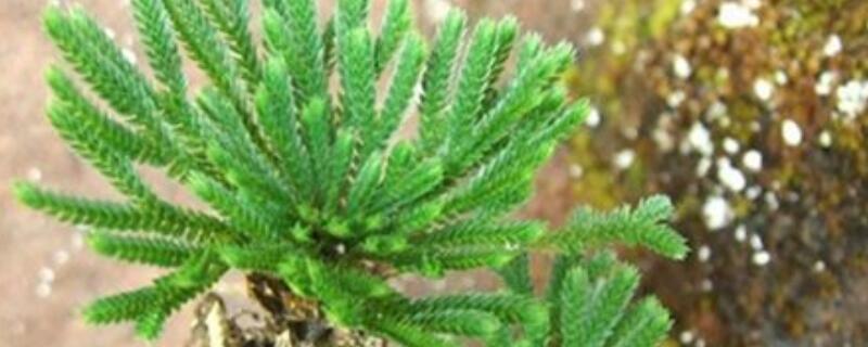 珊瑚蕨与卷柏的区别 卷柏是蕨类植物还是苔藓植物
