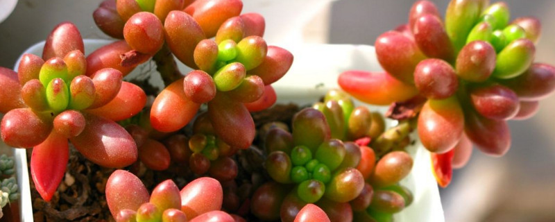 虹之玉和玉米石的区别（虹之玉是什么样子）