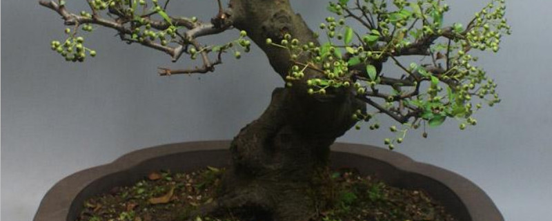 盆景老桩是什么意思 盆景老桩是什么意思啊