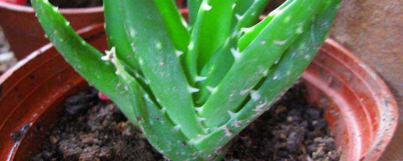 哪种芦荟可以吃（芦荟可以吃吗怎么吃法）